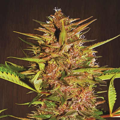 Pakistani Chitral Kush Feminised Seeds product image