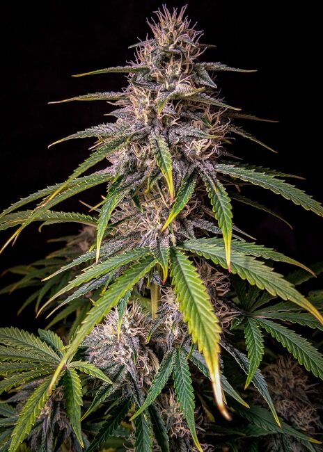 Alien Vs Triangle Auto Feminised Seeds product image