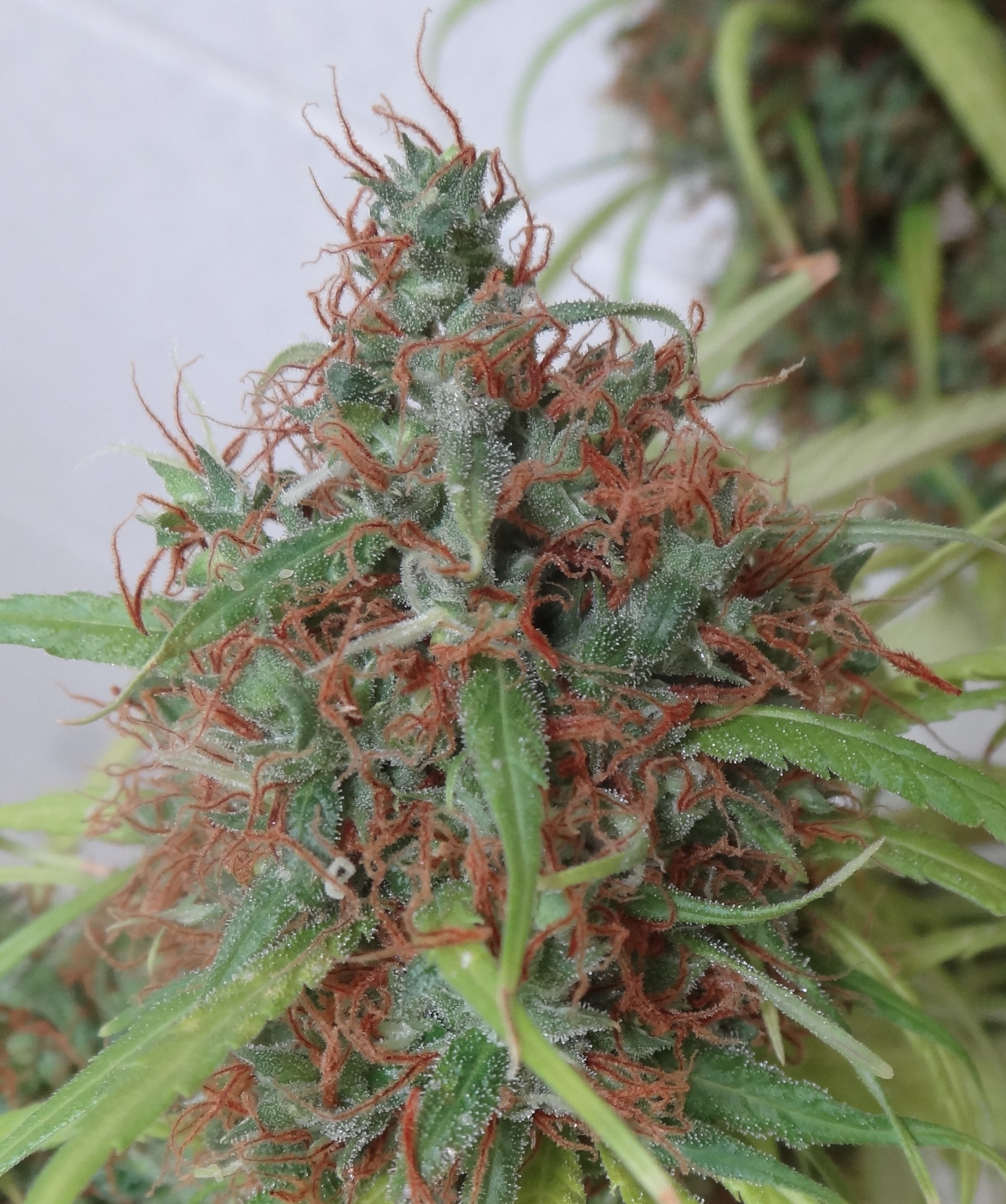 Honduras Regular Seeds product image