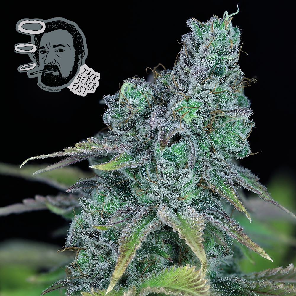 Jack Herer Fast Feminised Seeds product image
