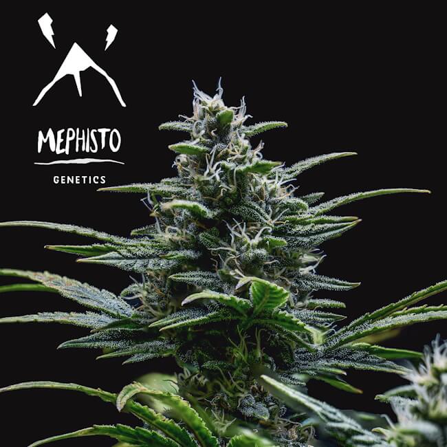 Skywalker Auto Feminised Seeds product image