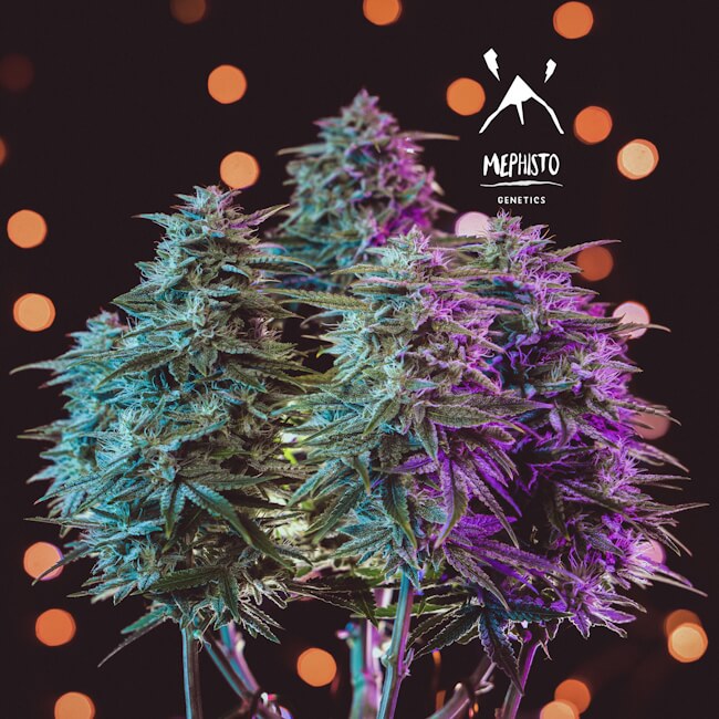 Sour Stomper Auto Feminised Seeds product image
