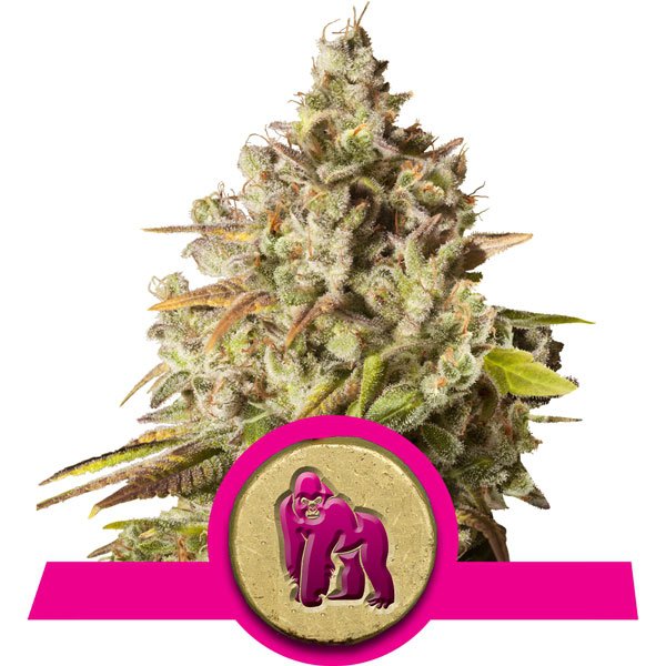 Royal Gorilla Feminised Seeds product image