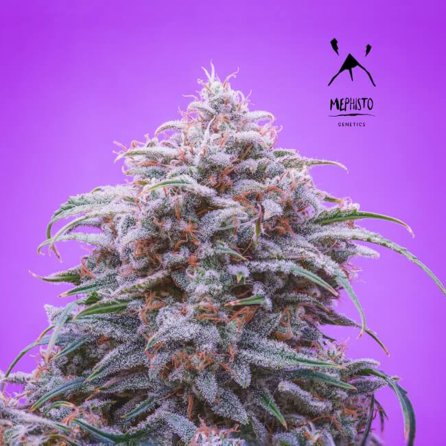 Double Grape Auto Feminised Seeds product image