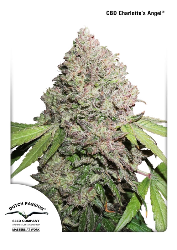 Charlotte's Angel CBD Feminised Seeds product image