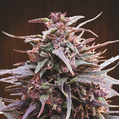 Purple Haze x Malawi Regular Seeds product image