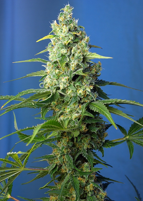 Honey Peach CBD Auto Feminised Seeds product image