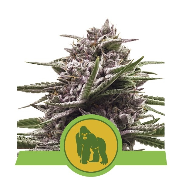 Royal Gorilla Auto Feminised Seeds product image