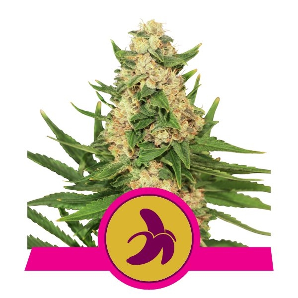 Fat Banana Feminised Seeds product image