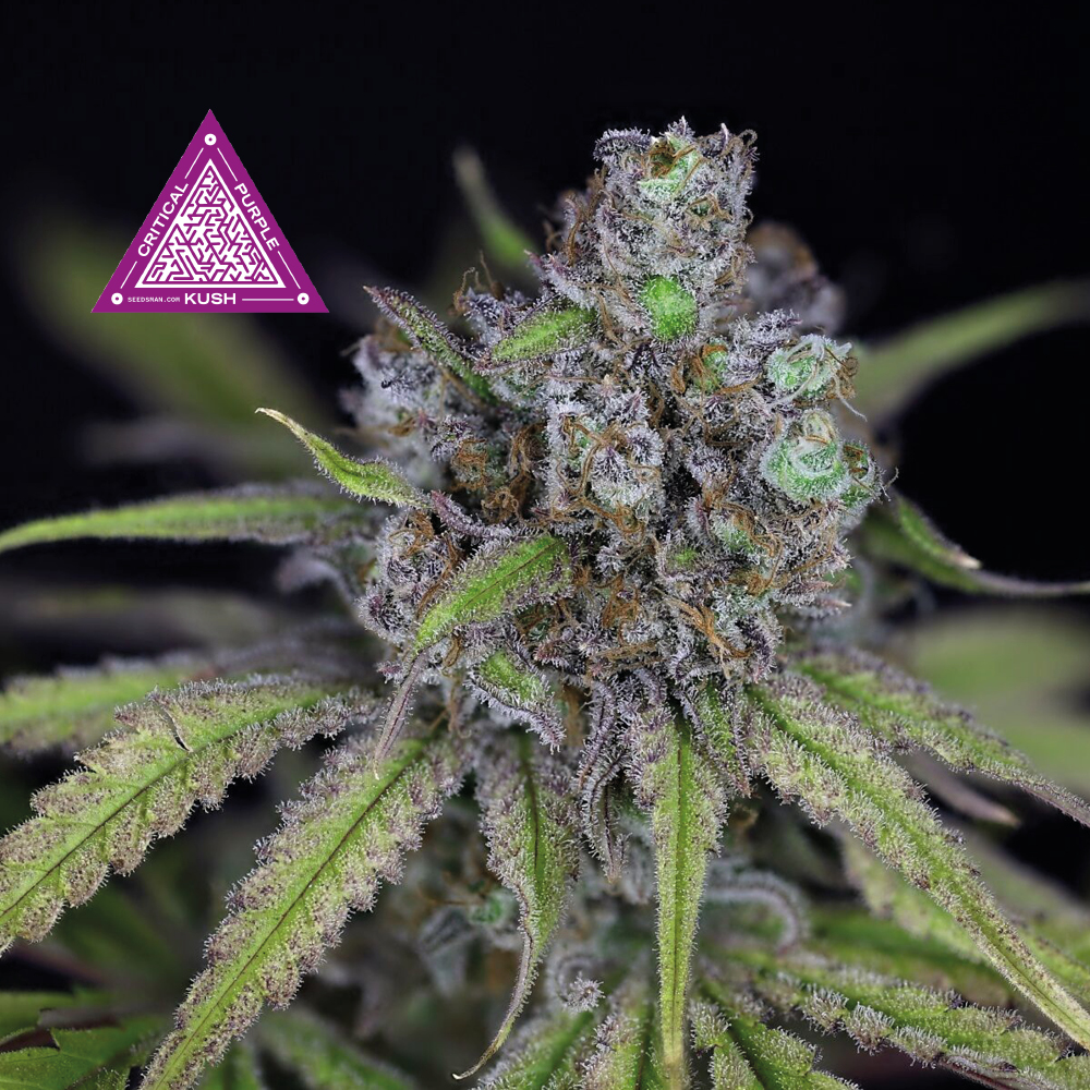 Critical Purple Kush Feminised Seeds product image