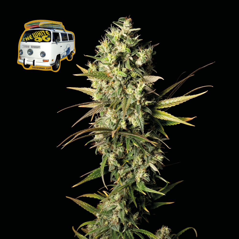 The White OG Feminised Seeds product image
