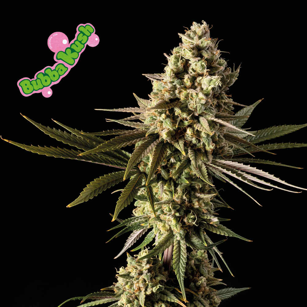Bubba Kush Feminised Seeds product image