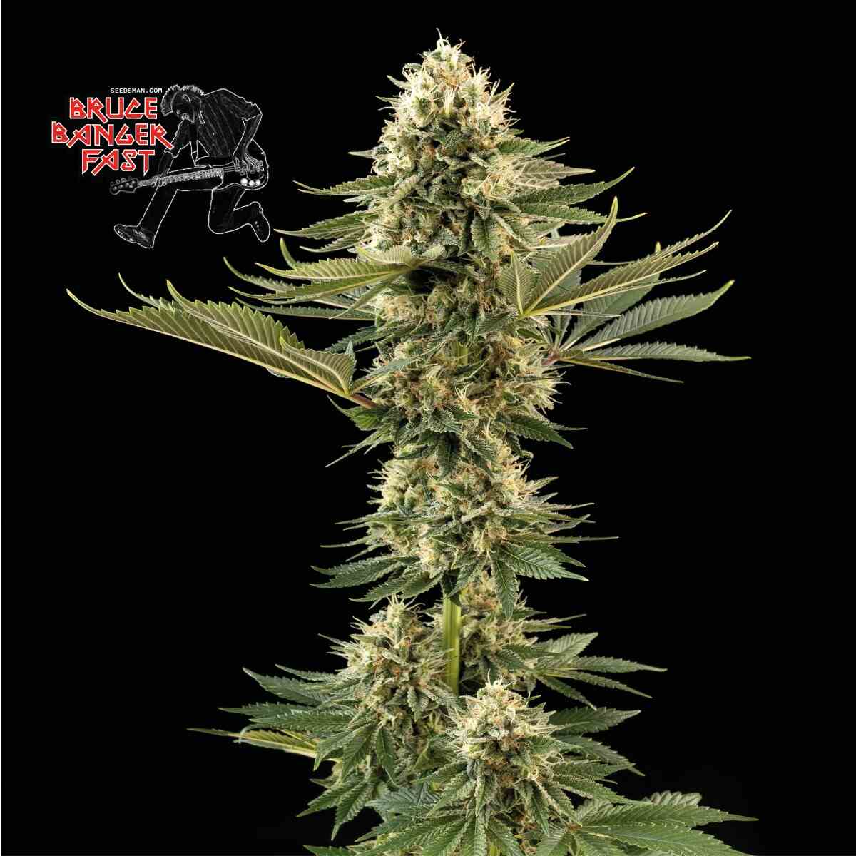 Bruce Banger Fast Feminised Seeds product image