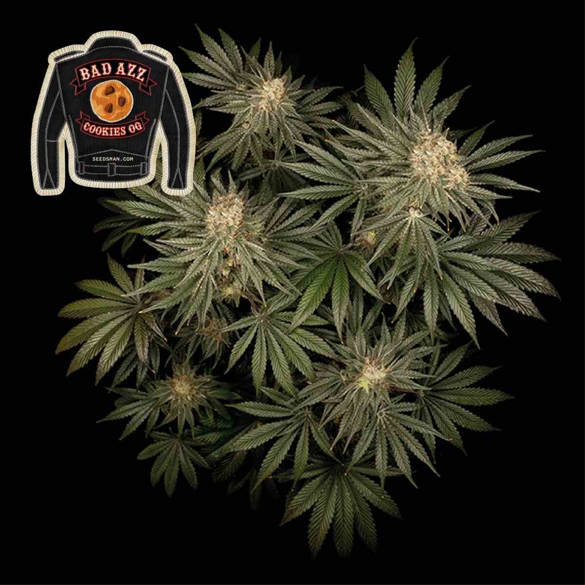 Badazz Cookies OG Feminised Seeds product image