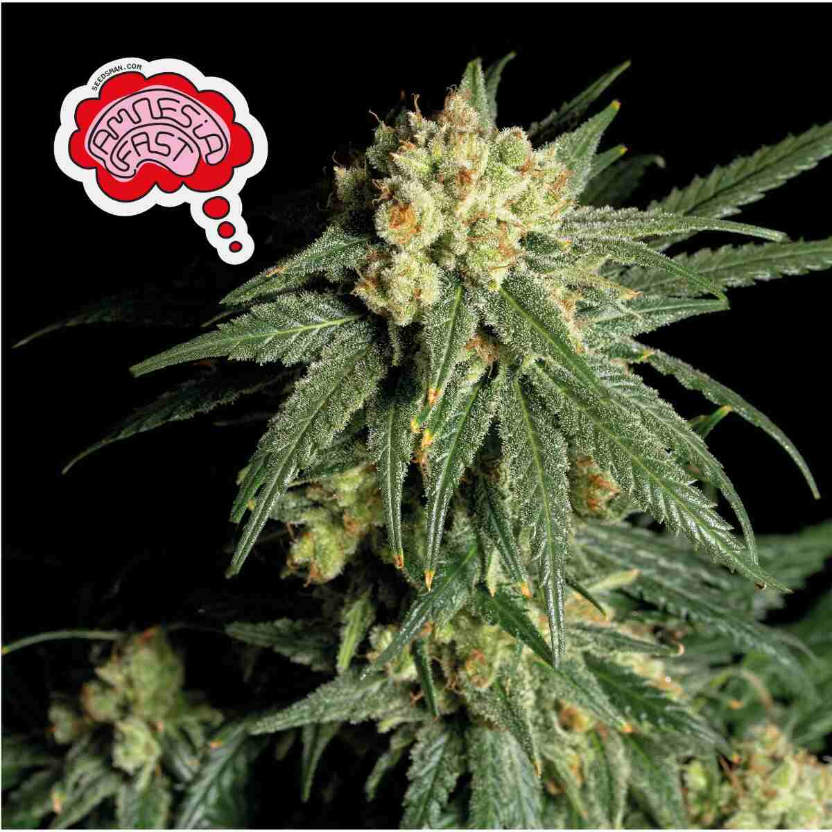 Amnesia Fast Feminised Seeds product image