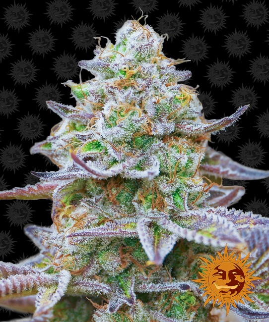 Gorilla Zkittlez Feminised Seeds product image