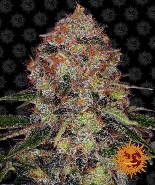 Shiskaberry Feminised Seeds product image