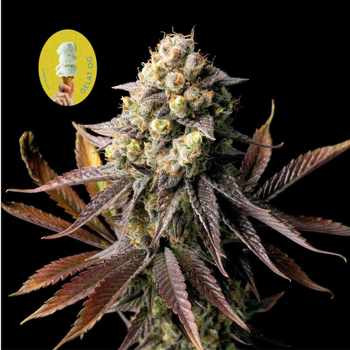 Gelat.OG Feminised Seeds product image