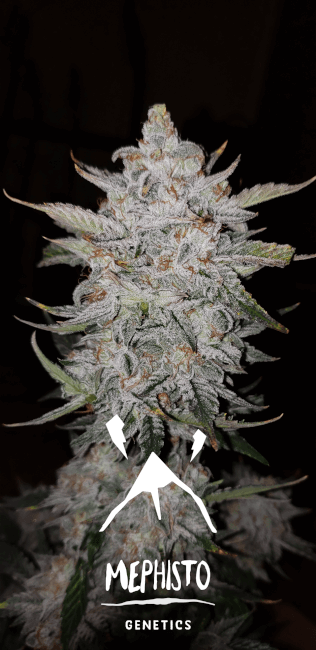 Forum Stomper Auto Feminised Seeds product image