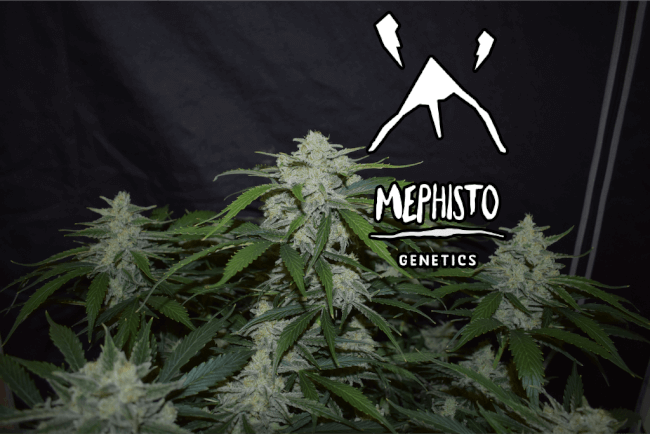 Fugue State Auto Feminised Seeds product image