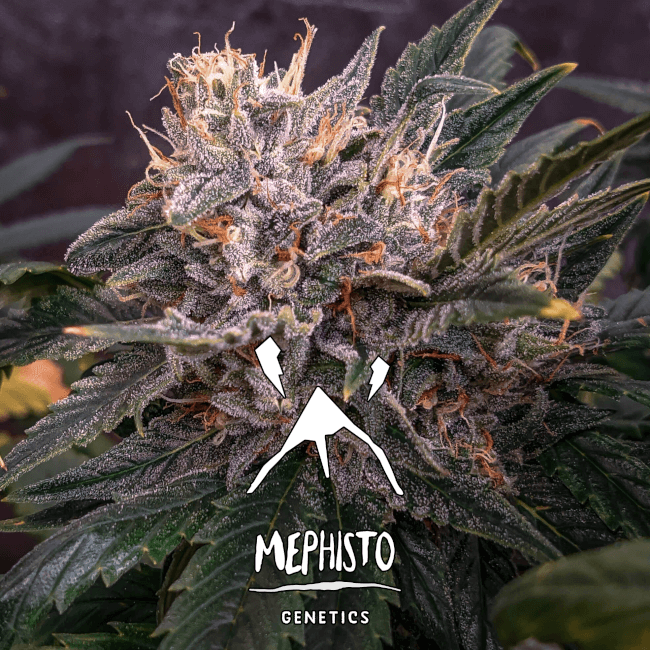 Forgotten Cookies Auto Feminised Seeds product image