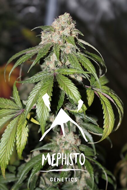 Samsquanch OG Auto Feminised Seeds product image