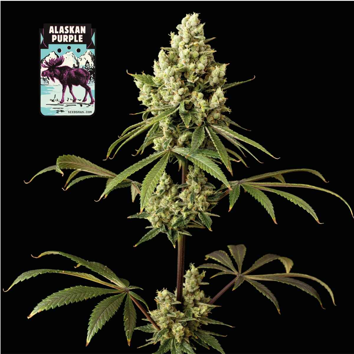 Alaskan Purple Feminised Seeds product image