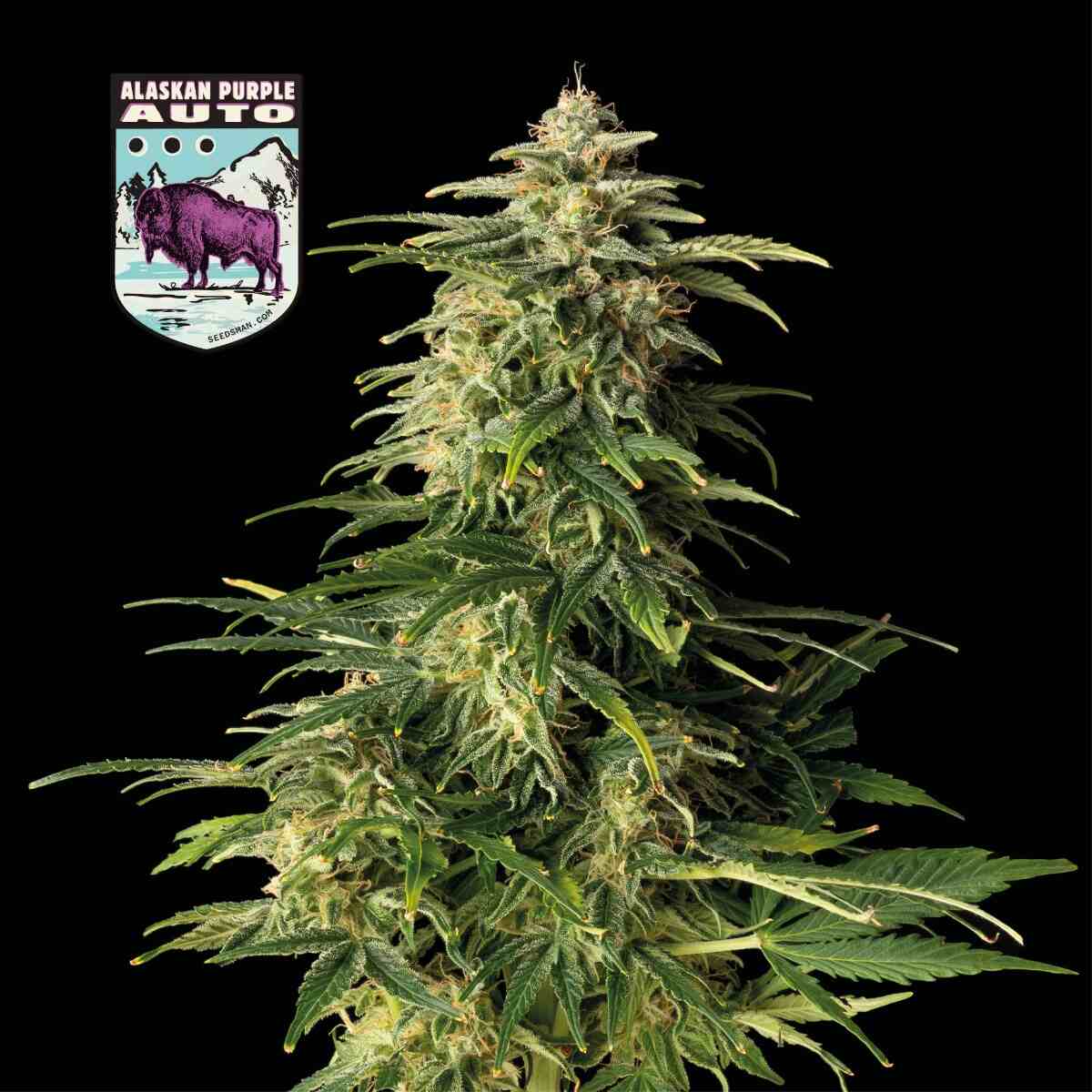 Alaskan Purple Auto Feminised Seeds product image