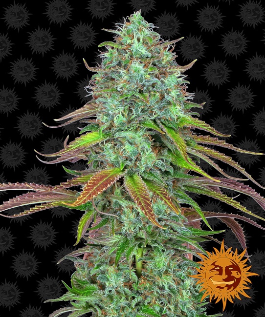 LSD Auto Feminised Seeds product image