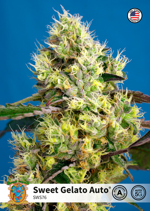 Sweet Gelato Auto Feminised Seeds product image