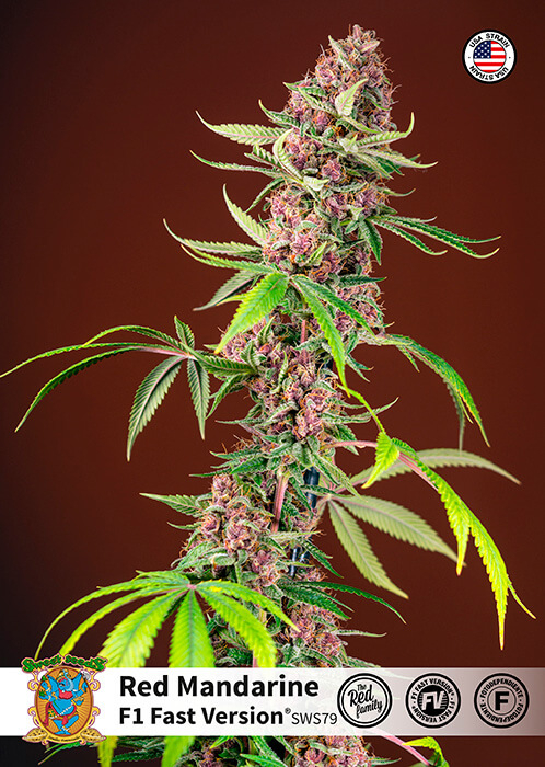 Red Mandarine F1 FAST Feminised Seeds product image