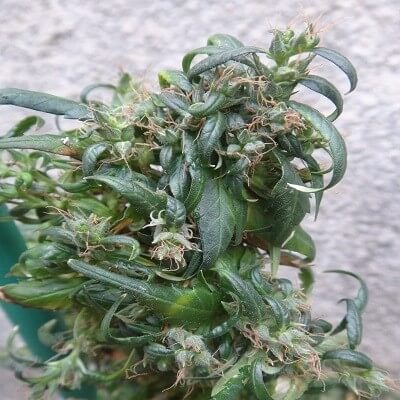 Hokkaido Japan Hemp Regular Seeds product image