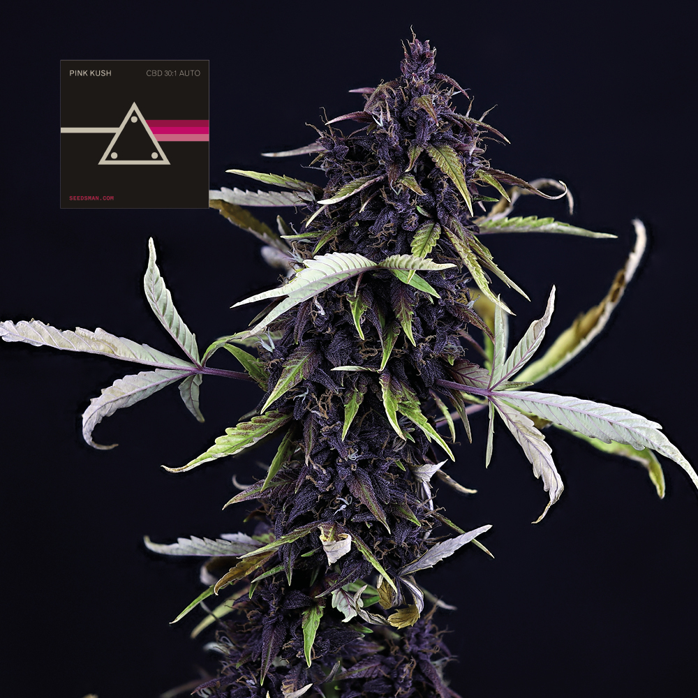 Pink Kush CBD 30:1 Auto Feminised Seeds product image