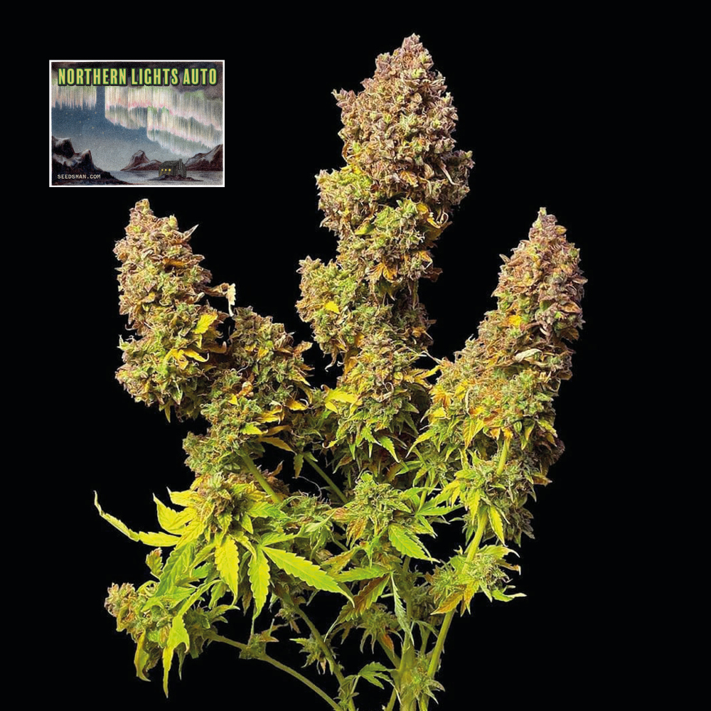 Northern Lights Auto Feminised Seeds product image
