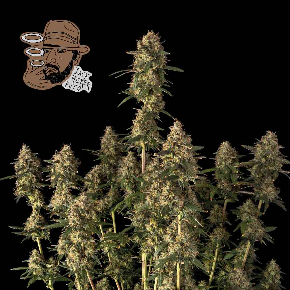 Jack Herer Auto Feminised Seeds product image
