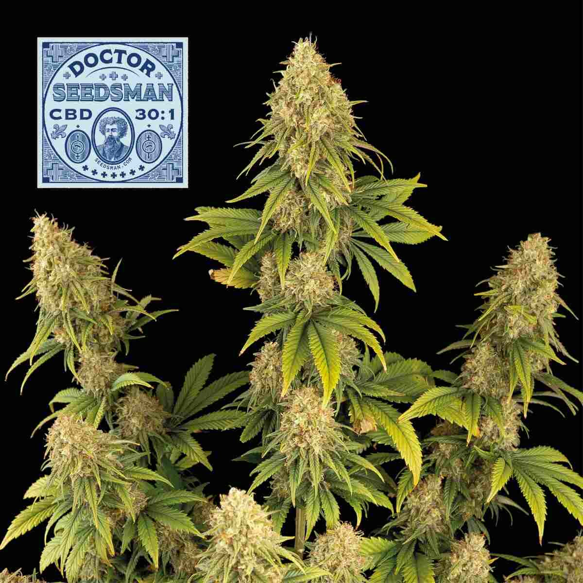 Doctor Seedsman CBD 30:1 Feminised Seeds product image