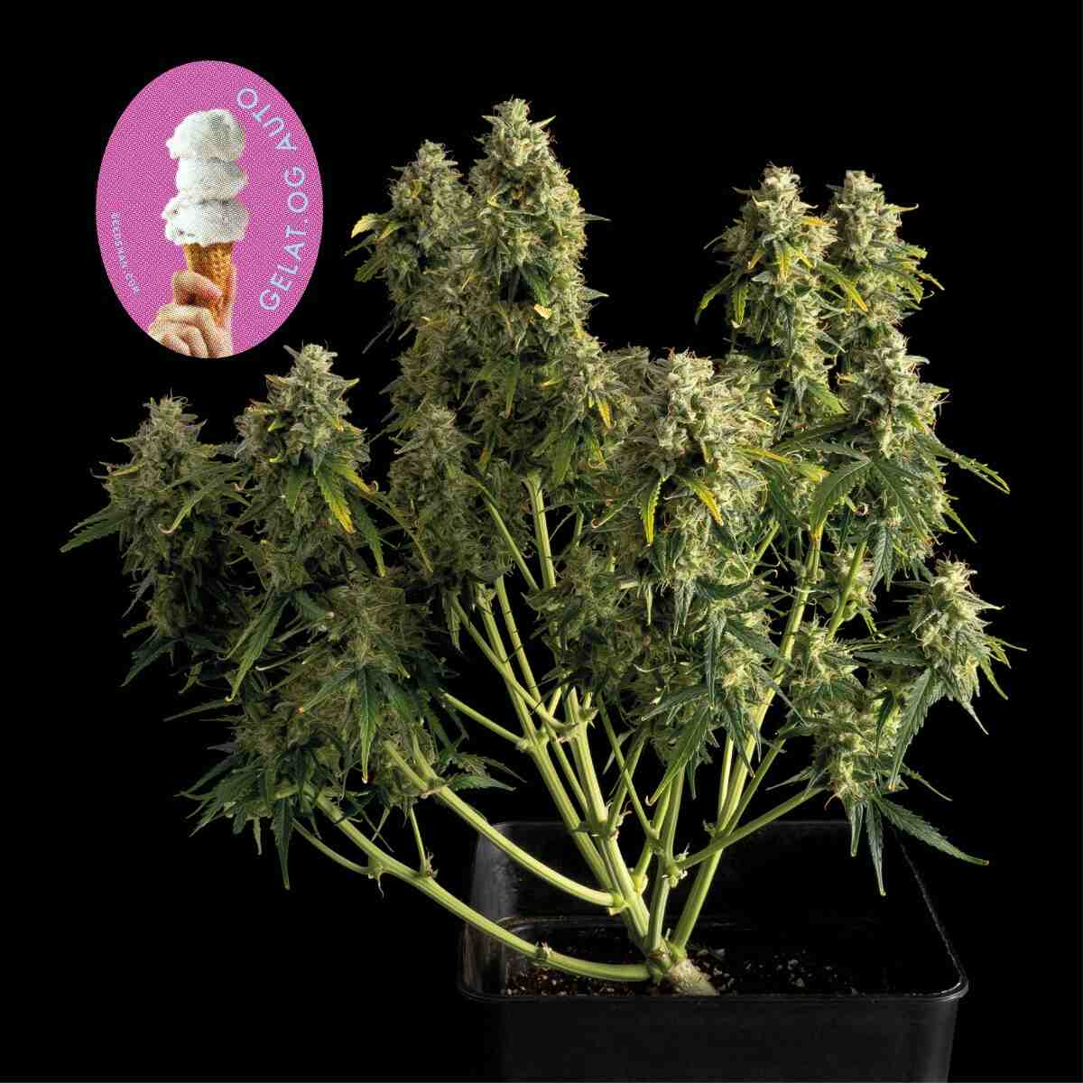 Gelat.OG Auto Feminised Seeds product image