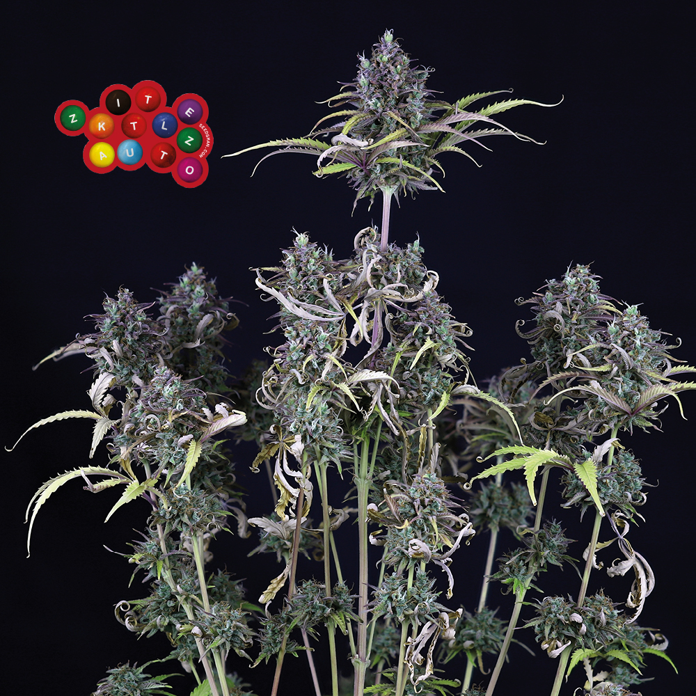 Zkittlez Auto Feminised Seeds product image