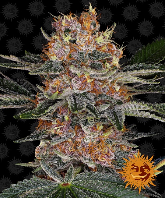Purple Punch Auto Feminised Seeds product image