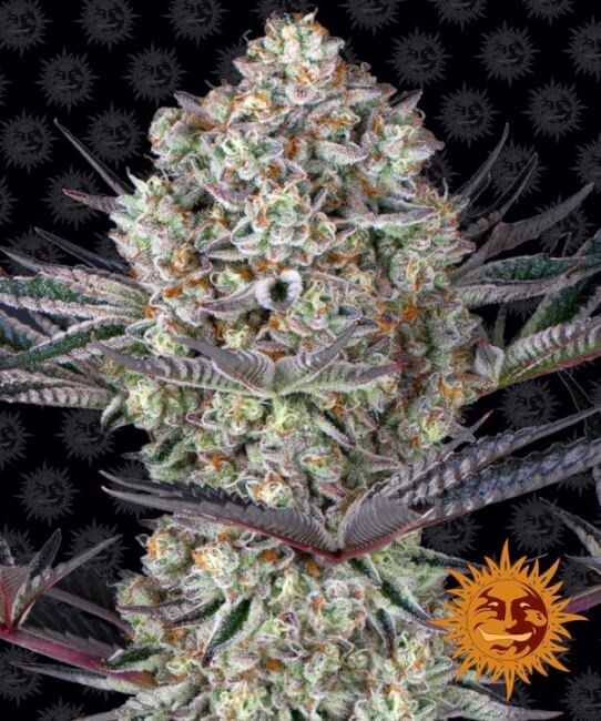 Dos Si Dos 33 Feminised Seeds product image