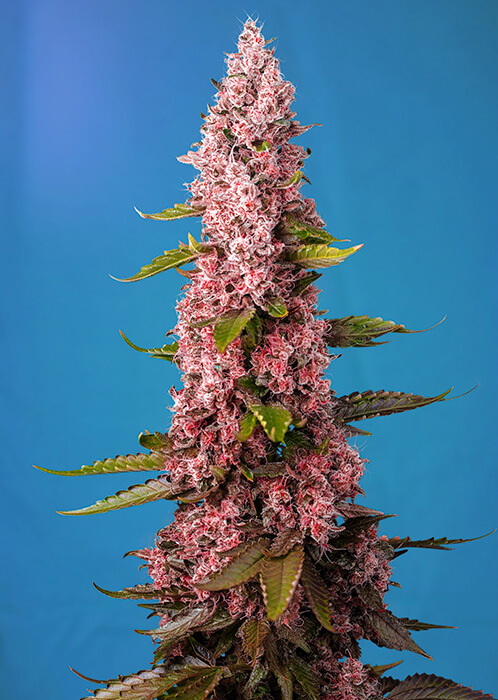 Red Hot Cookies Feminised Seeds product image