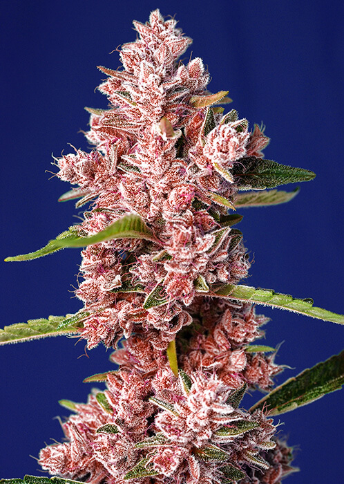 Tropicanna Poison F1 FAST Feminised Seeds product image