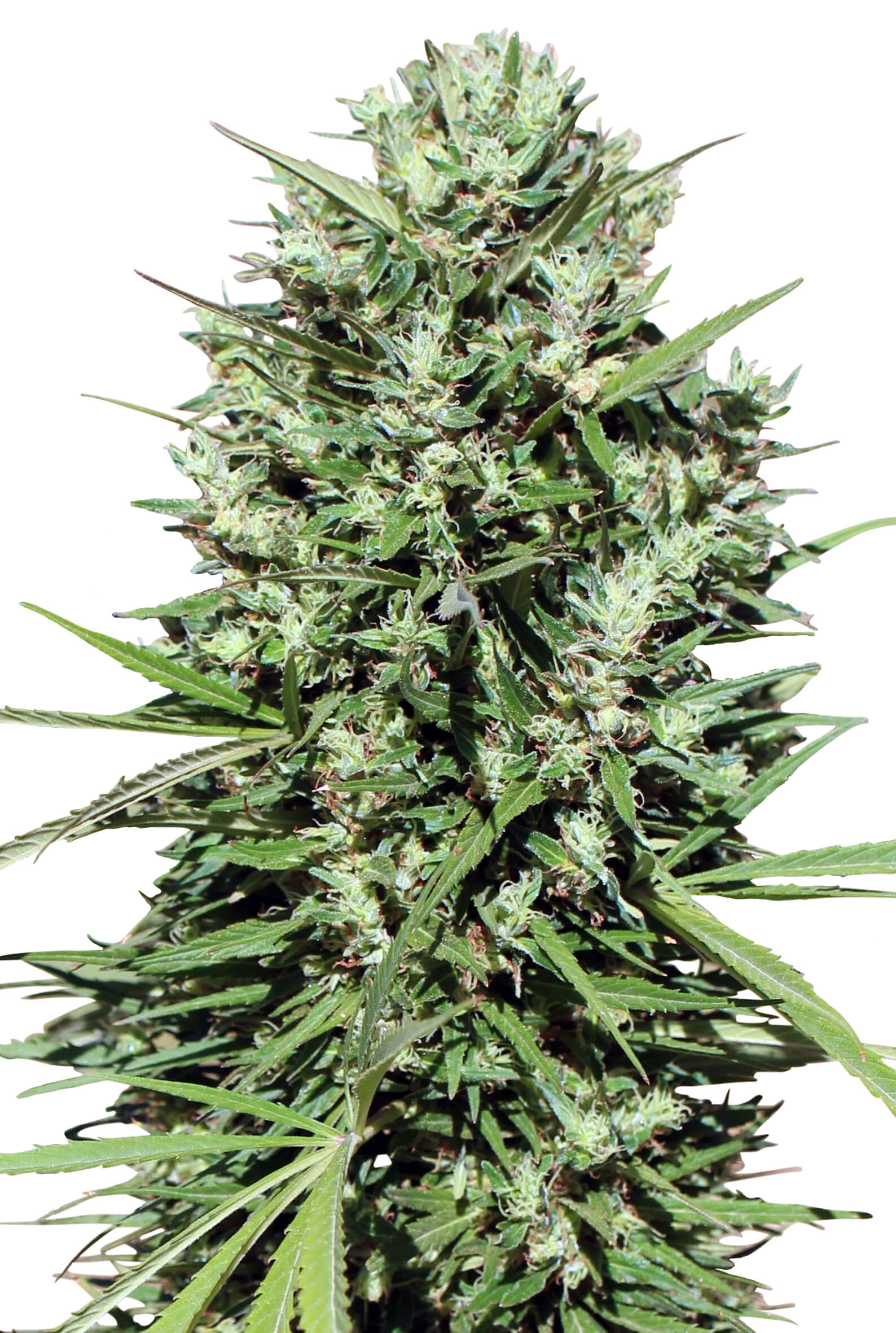 Morocco Beldia Kif Feminised Seeds product image