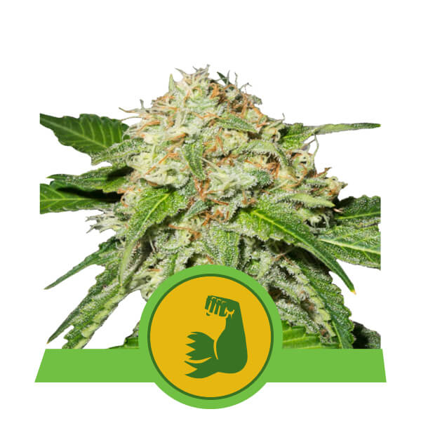 HulkBerry Auto Feminised Seeds product image