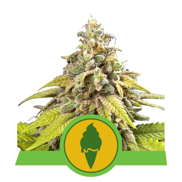 Green Gelato Auto Feminised Seeds product image