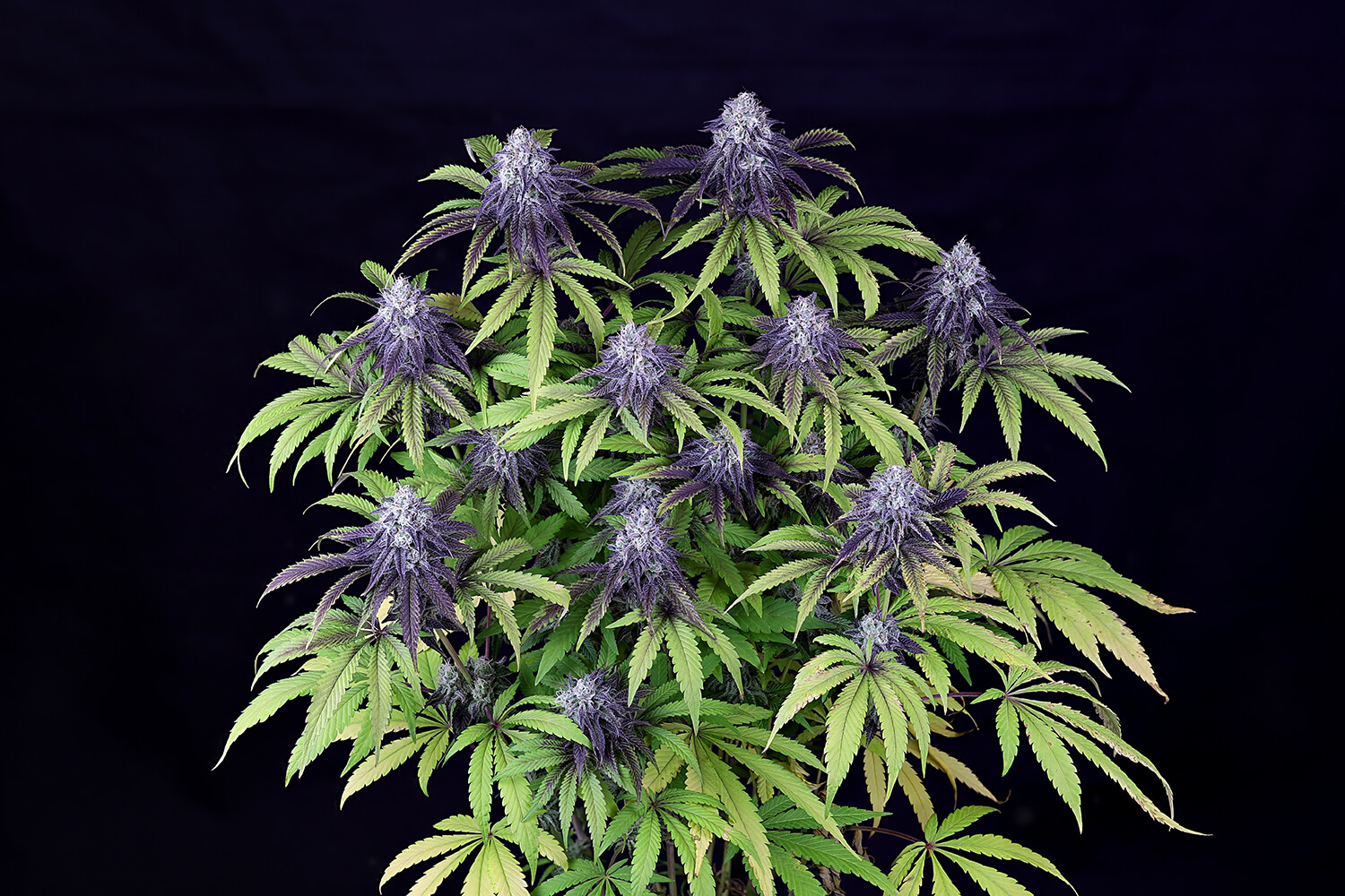 Peyote Wi-Fi CBD 2:1 Feminised Seeds product image
