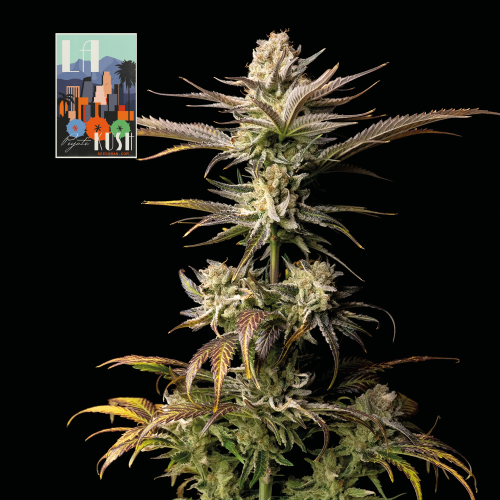 L.A. Peyote Kush Feminised Seeds product image