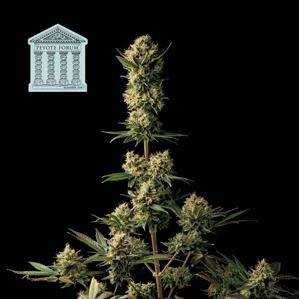 Peyote Forum Feminised Seeds product image