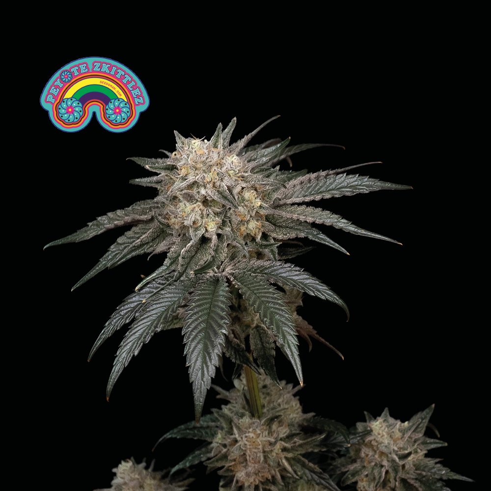 Peyote Zkittlez Feminised Seeds product image