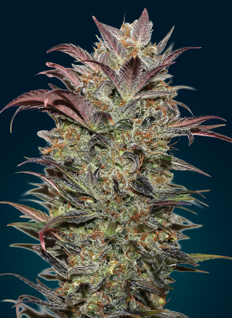 Chocolate Cream Auto Feminised Seeds product image